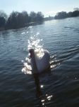 FZ025397 Swan swimming in sunlight.jpg